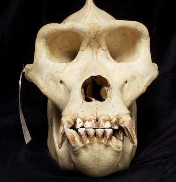 Gorilla skull from the Academy of Natural Sciences
